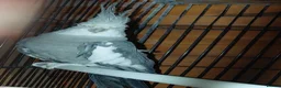 Cockatiels birds for sale: Cockatiel  - Advert 2