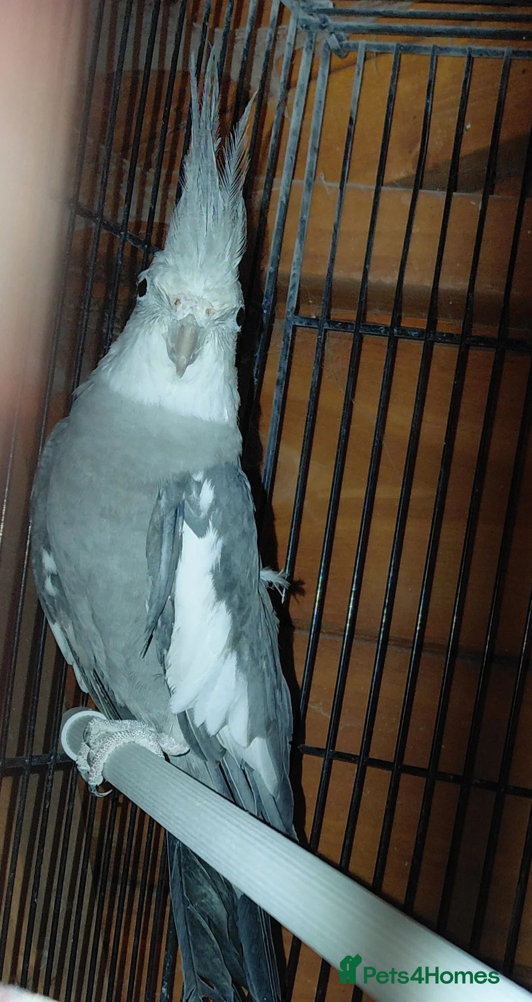 Cockatiels birds for sale: Cockatiel  - Advert 2