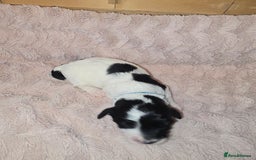 Mixed Breed dogs for sale: Schnockerpoo Puppies - Image 5