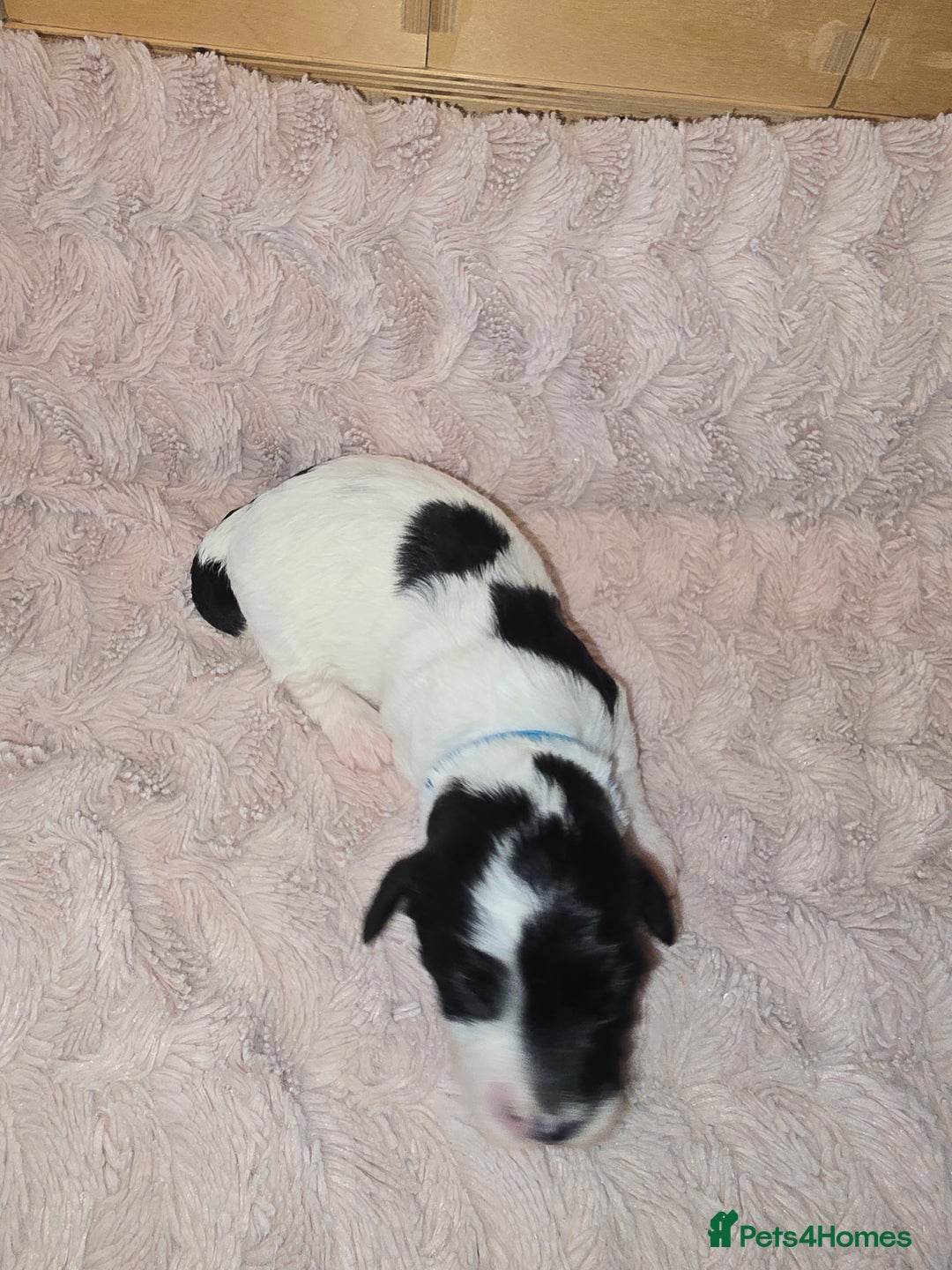 Mixed Breed dogs for sale: Schnockerpoo Puppies - Image 5