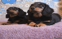 Dachshund dogs for sale: Long haired dachshund black and tan in Huddersfield - Image 17