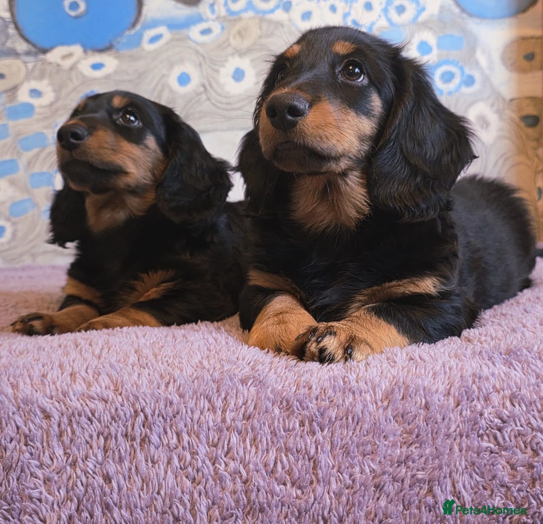 Dachshund dogs for sale: Long haired dachshund black and tan in Huddersfield - Image 17