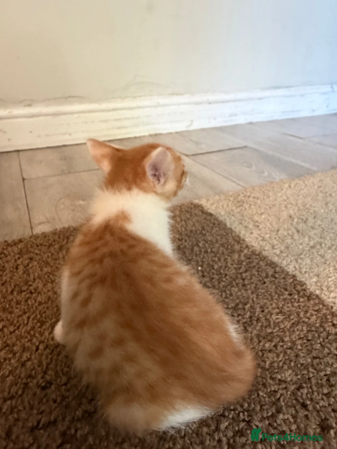 Mixed Breed cats for sale: Hand rared Beautiful ginger boy ready in 5 days 🧡 - Advert 4