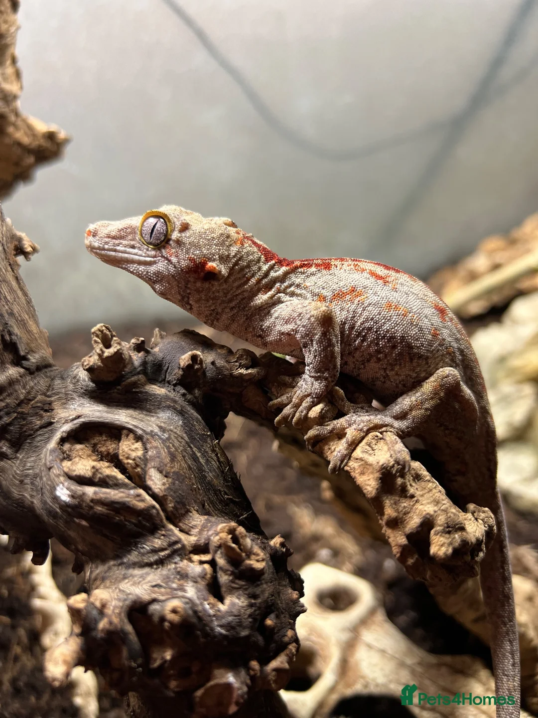 Gecko reptiles for sale: Red stripe Full grown male gargoyle gecko in Coalville - Advert 3