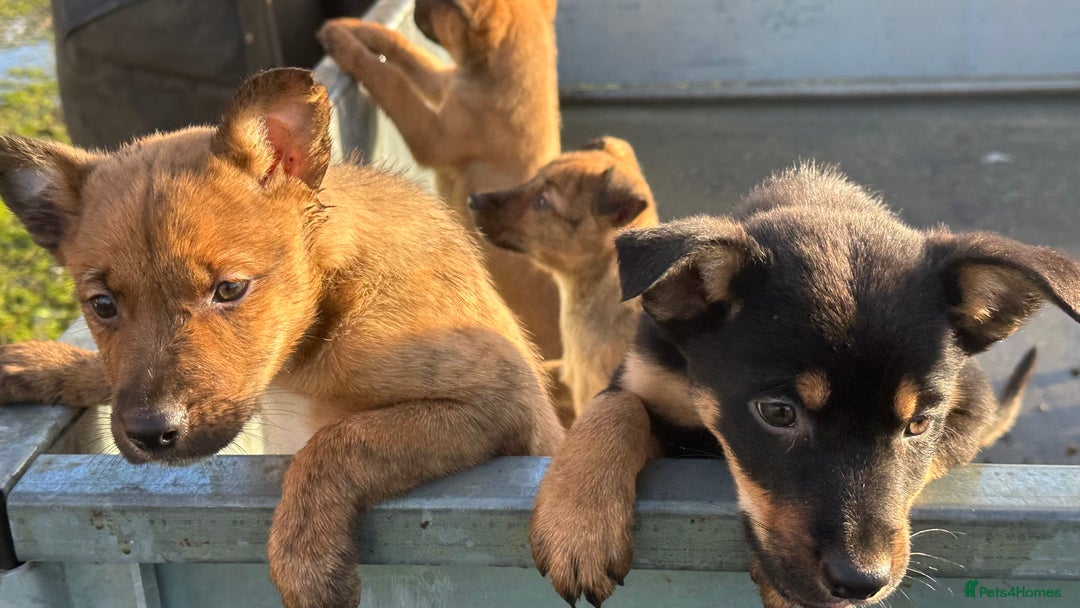 Mixed Breed dogs for sale: Kelpie x Collie puppies - Advert 8