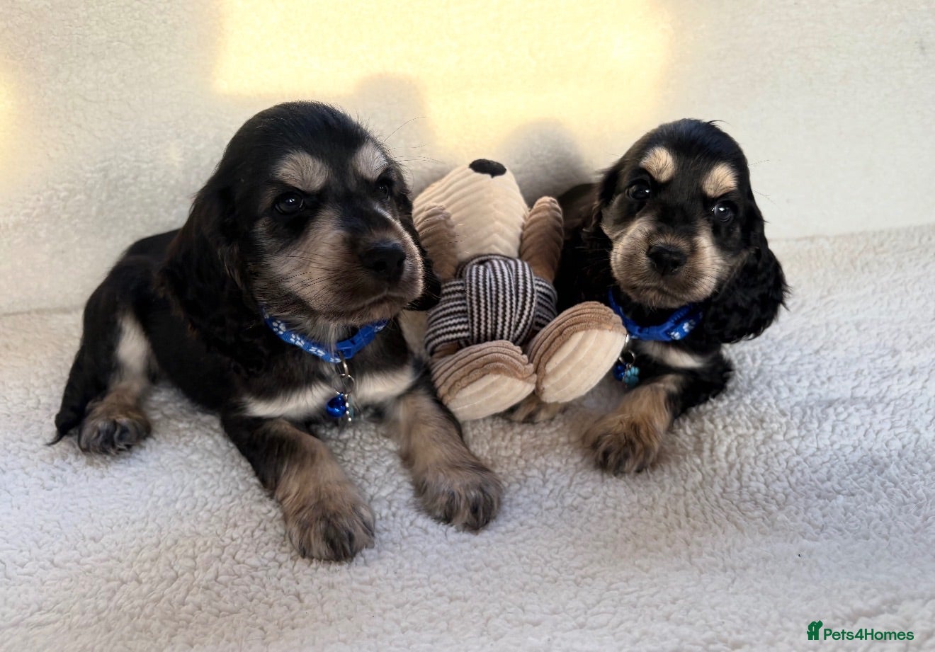 Cocker Spaniel dogs Show type cocker spaniels - Advert 2