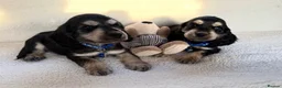 Cocker Spaniel dogs for sale: Show type cocker spaniels in Ipswich - Advert 1