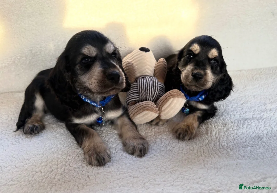 Cocker Spaniel dogs for sale: Show type cocker spaniels in Ipswich - Advert 1