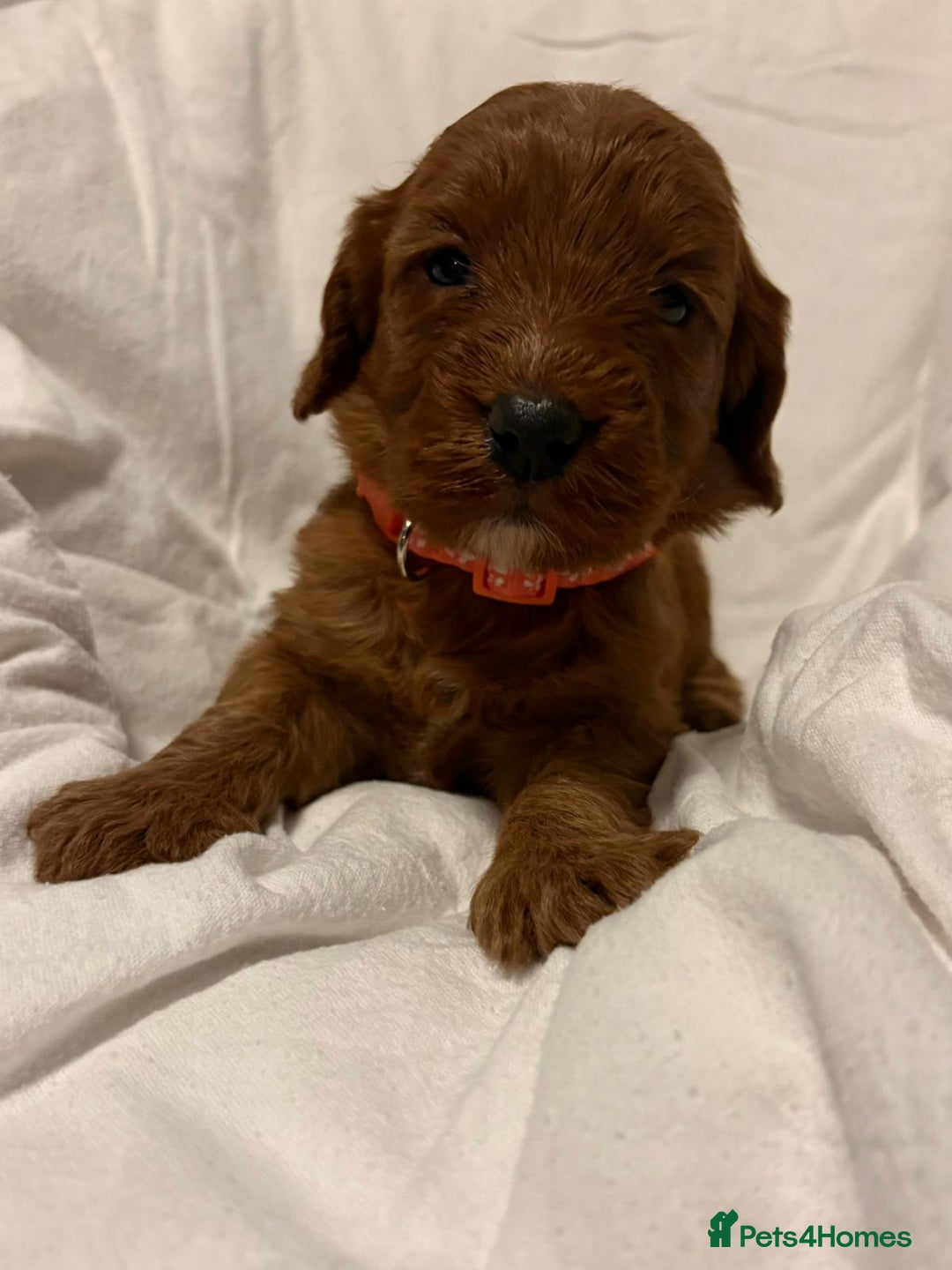 Cockapoo dogs for sale: Deep Red Cockapoos - Advert 7