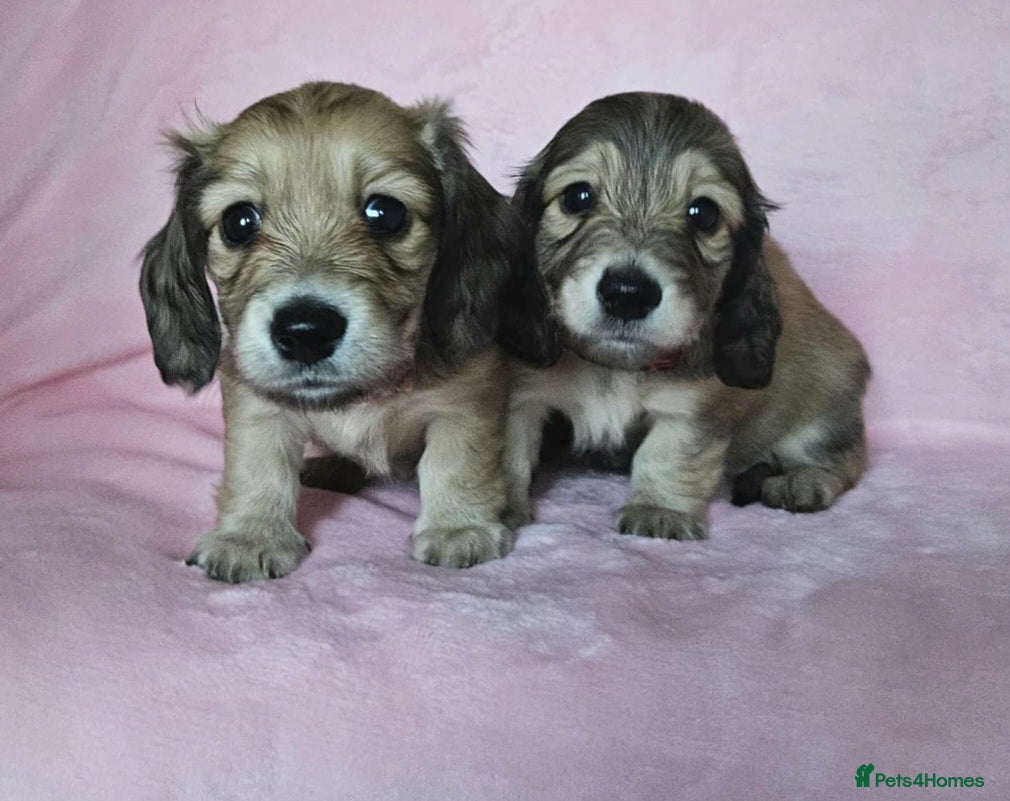 Miniature Dachshund dogs Beautiful long haired mini dachshunds - Advert 7