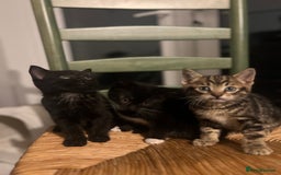 Mixed Breed cats for sale: Bengal Mix- Ready! 4/6 left  - Image 2