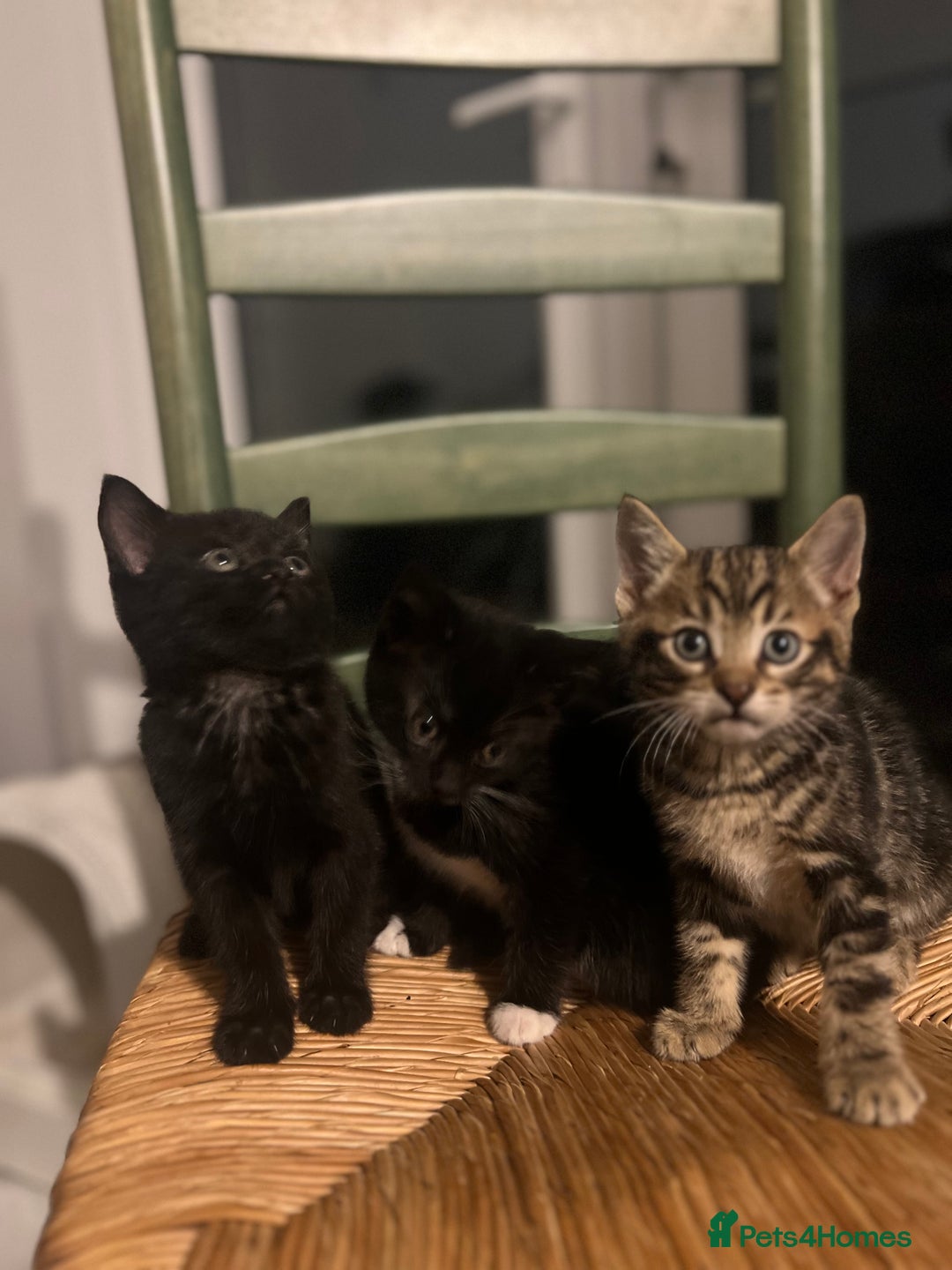 Mixed Breed cats for sale: Bengal Mix- Ready! 4/6 left  - Image 2