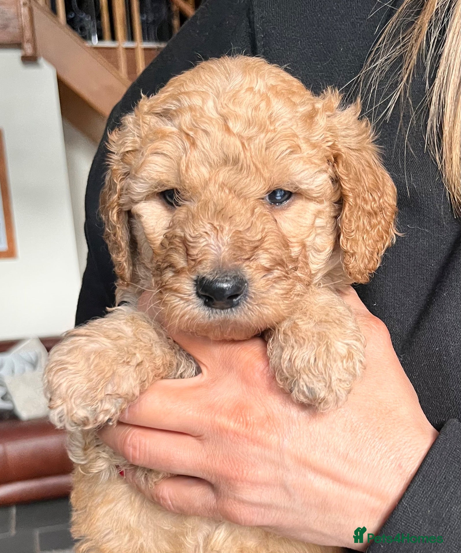 Goldendoodle dogs GOLDENDOODLE MALE PUPPIES F1b  - Advert 2