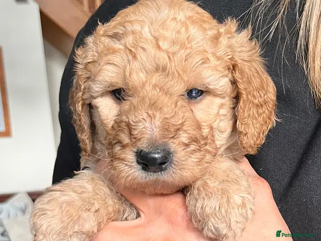 Goldendoodle dogs for sale: GOLDENDOODLE PUPPIES F1b - Advert 2