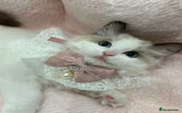 Ragdoll cats for sale: Blue Bicolor kittens 😸  - Image 1