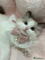 Ragdoll cats - Advert 15