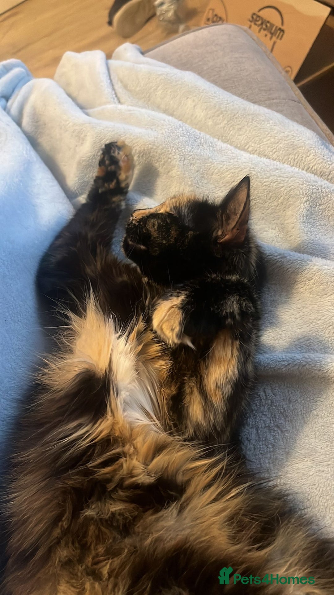 British Longhair cats for sale: Beautiful tortoiseshell female cat - Image 5