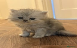 Persian cats for sale: Beautiful Persian Kittens - Image 4