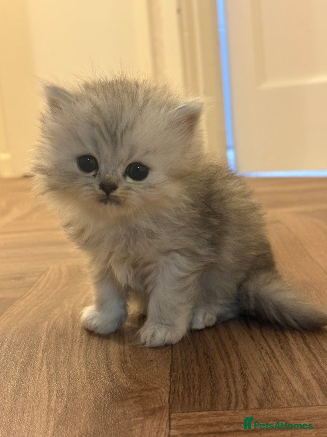 Persian cats for sale: Beautiful Persian Kittens - Image 4