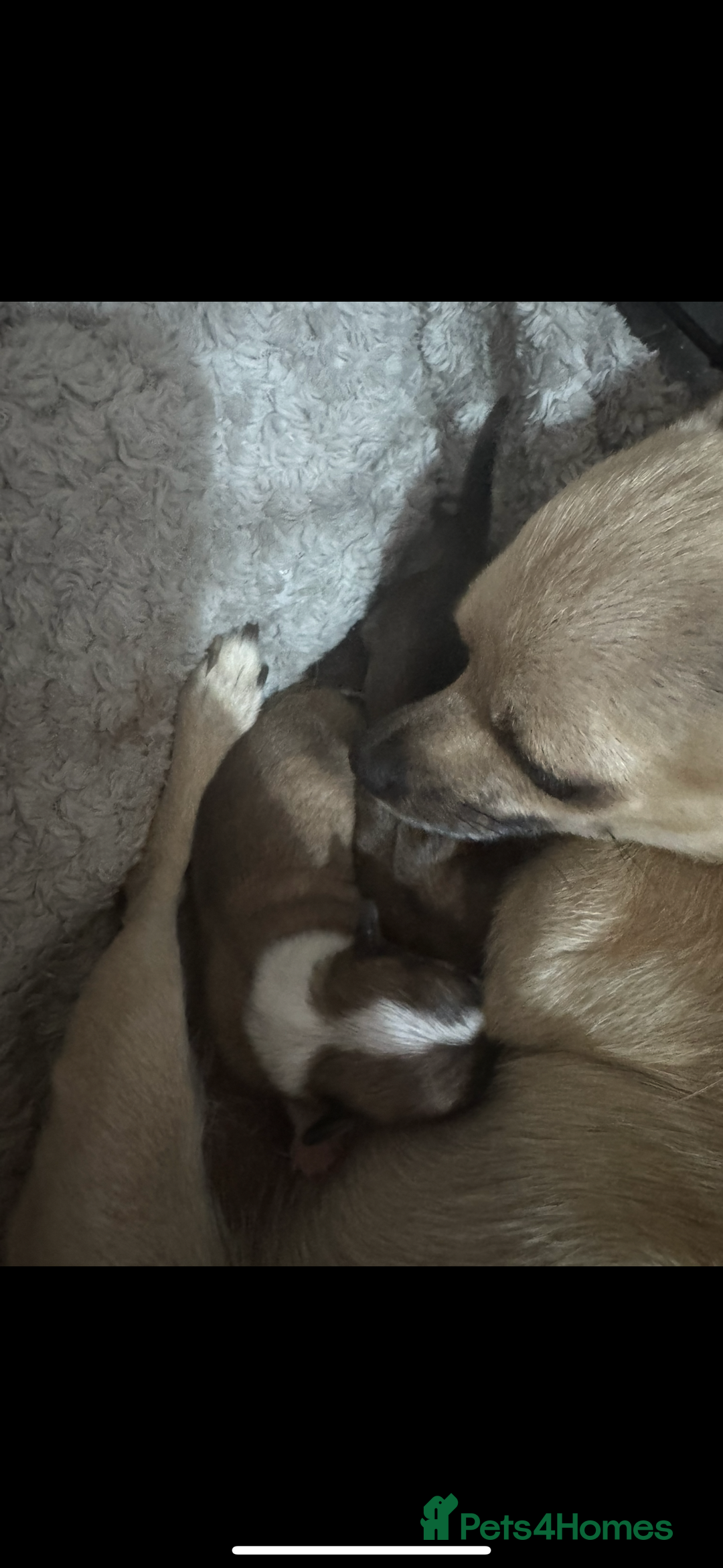 Chihuahua dogs for sale: 2 chihuahua Puppys  - Advert 2