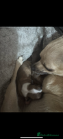 Chihuahua dogs 2 chihuahua Puppys - Advert 7