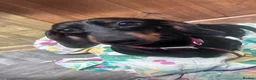 Jackshund dogs for sale: Jackhund puppies  - Advert 8