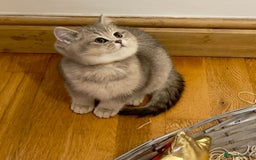 British Shorthair cats for sale: 3 GCCF British Shorthair Kittens– Champion Lines - Advert 6