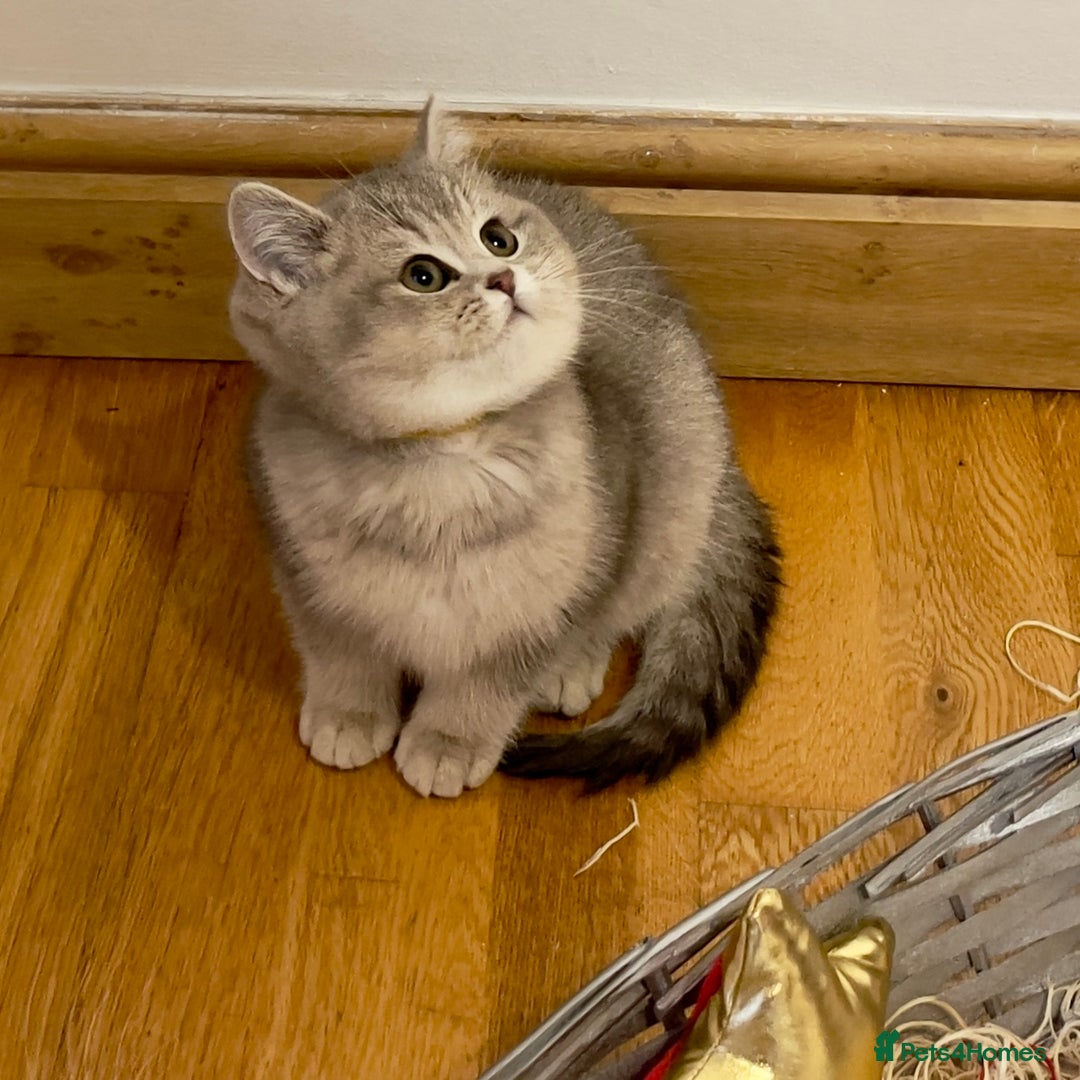 British Shorthair cats for sale: 3 GCCF British Shorthair Kittens– Champion Lines - Advert 6