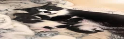 Bombay cats for sale: Beautiful tuxedo kittens  in Torquay - Advert 5