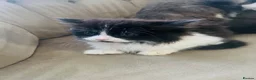 Persian cats for sale: Persian doll face - Advert 2