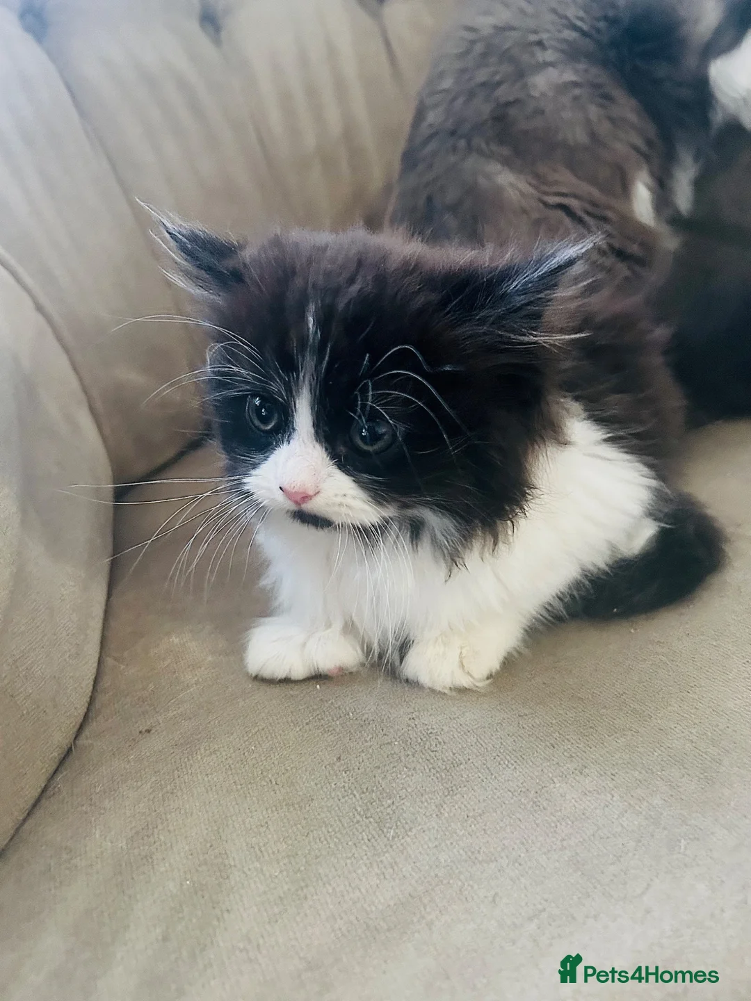 Persian cats for sale: Persian doll face - Advert 2