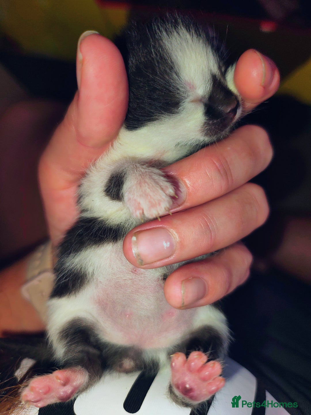 Mixed Breed cats for sale: Kittens - Image 16