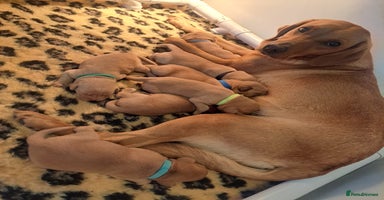 Labrador Retriever dogs - Advert 4