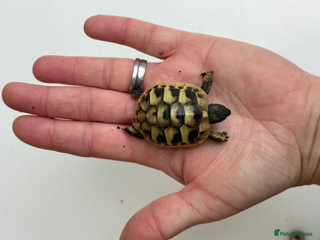 Hermann Tortoise reptiles for sale: Baby hermanns tortoises for sale and setups  - Image 5
