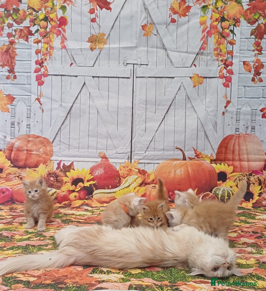 Maine Coon cats for sale: Maine Coon Kittens  - Advert 4