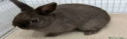 Netherland Dwarf rabbits for sale: Netherland dwarf  - Advert 6