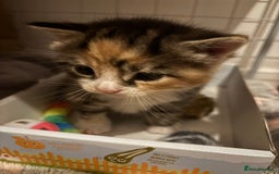 European cats for sale: Kitten  - Image 16