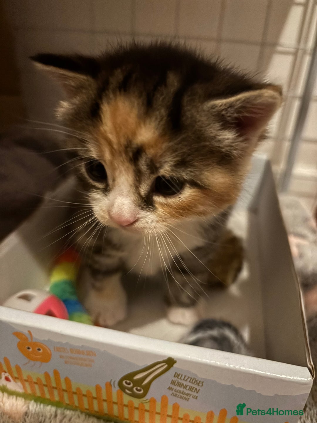 European cats for sale: Kitten  - Image 16