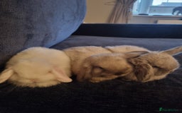 Mini Lop rabbits for sale: 3 lovely mini lop rabbits - Image 8