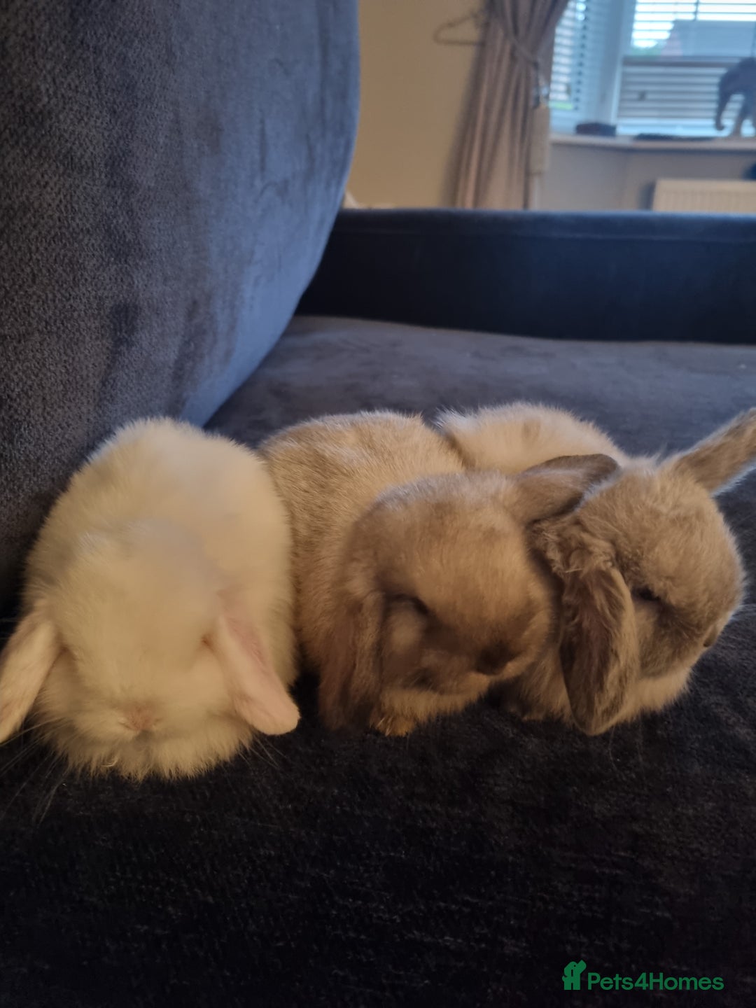 Mini Lop rabbits for sale: 3 lovely mini lop rabbits - Image 8