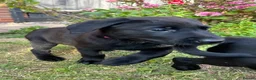 Labrador Retriever dogs for sale: Last two pups left from a stunning KC litter - Advert 34