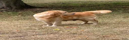 Golden Retriever dogs for sale: A happy healthy family companion  - Advert 9