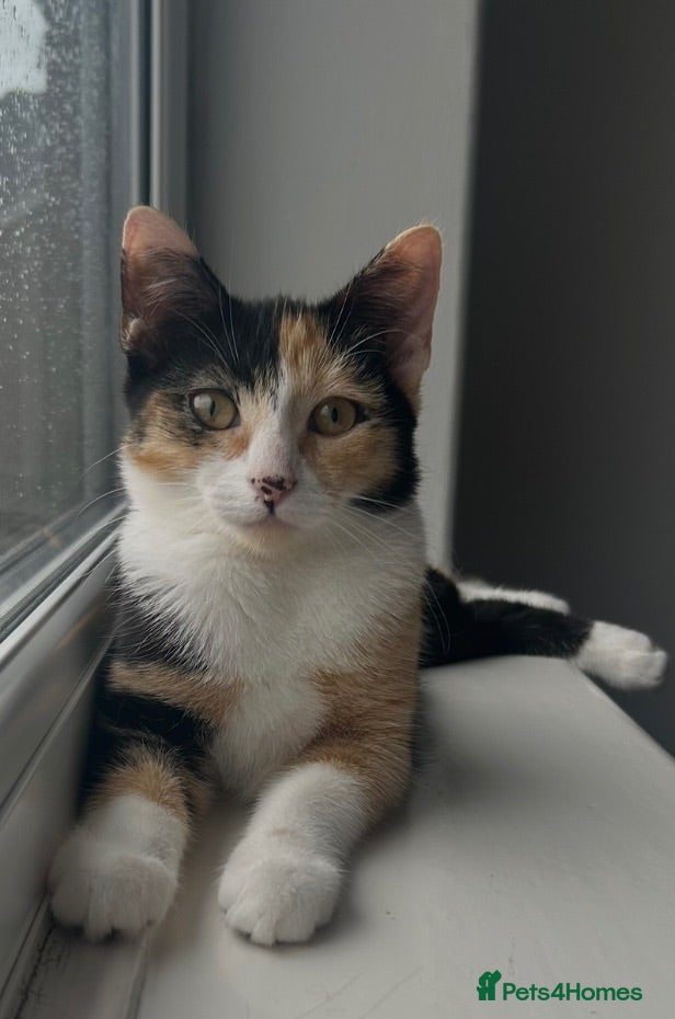 Mixed Breed cats 5 month old spayed female cat  - Advert 1