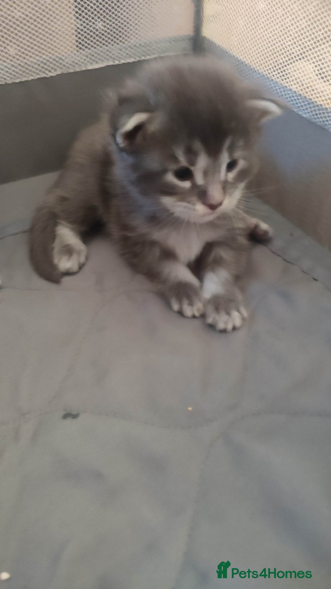 Maine Coon cats for sale: Tica Reg and fully health tested - Advert 8