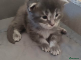 Maine Coon cats Black smoke + blue smoke, Tica Reg + health tested - Advert 4