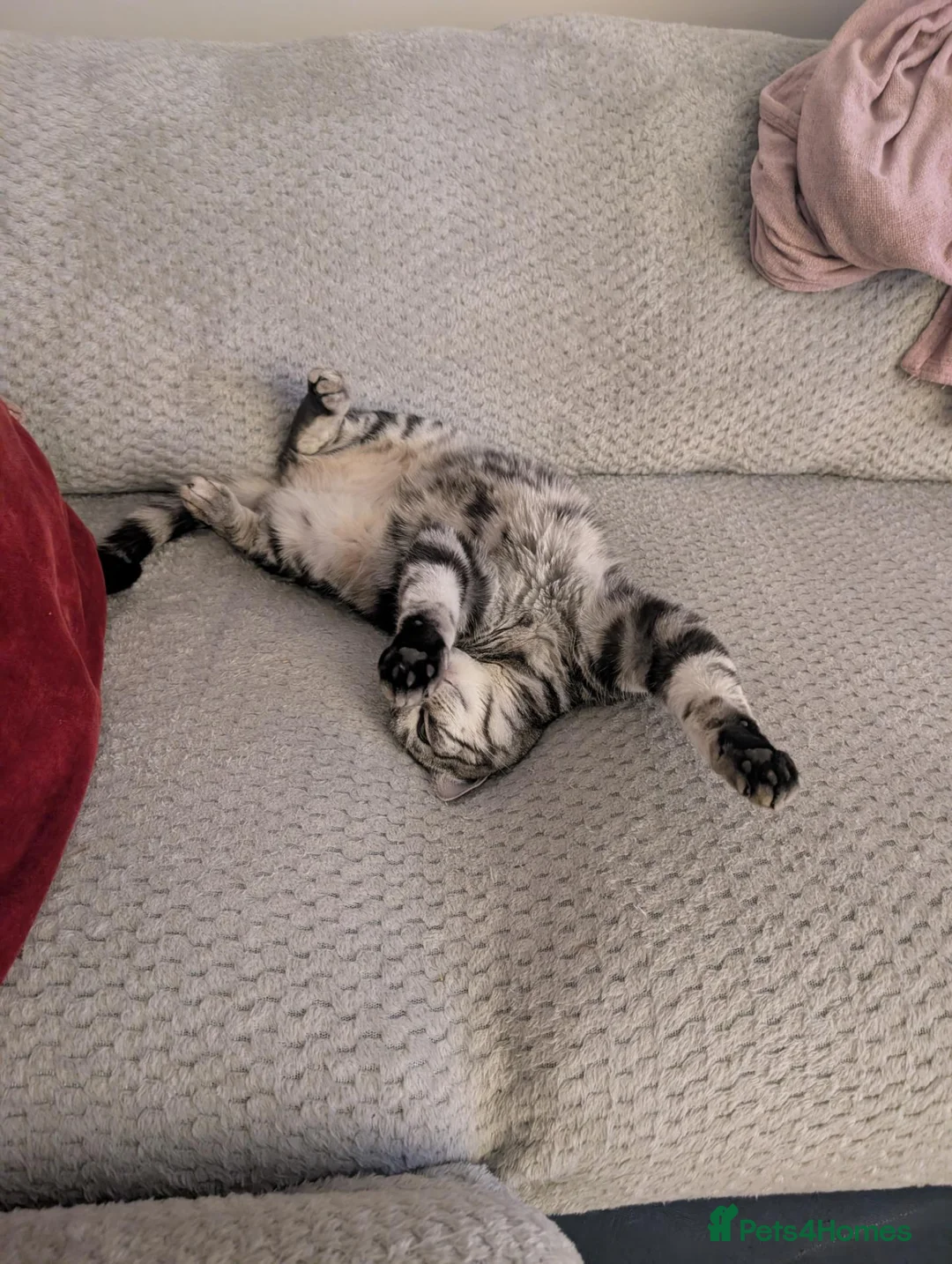 Mixed Breed cats for sale: Silver and black mixed tabby 3 year old - Advert 2