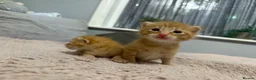Mixed Breed cats for sale: Kittens mixed  - Advert 6