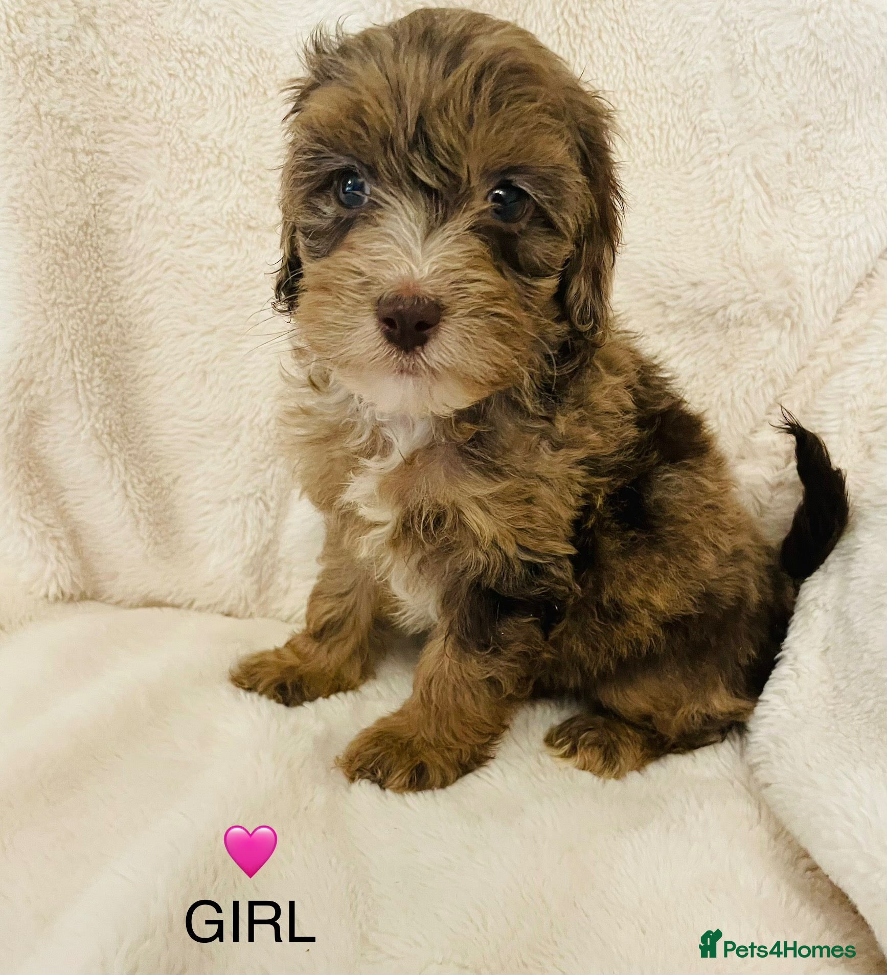 Cockapoo dogs for sale: Stunning Cockapoos Merle and Chocolate  - Advert 18
