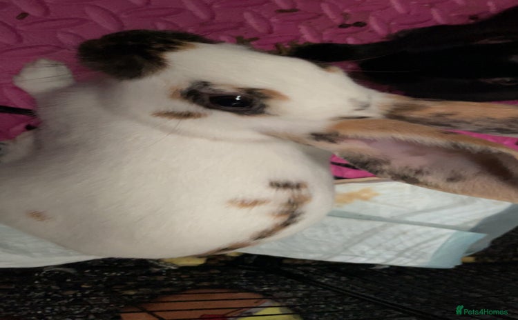 Mixed Breed rabbits - Advert 3