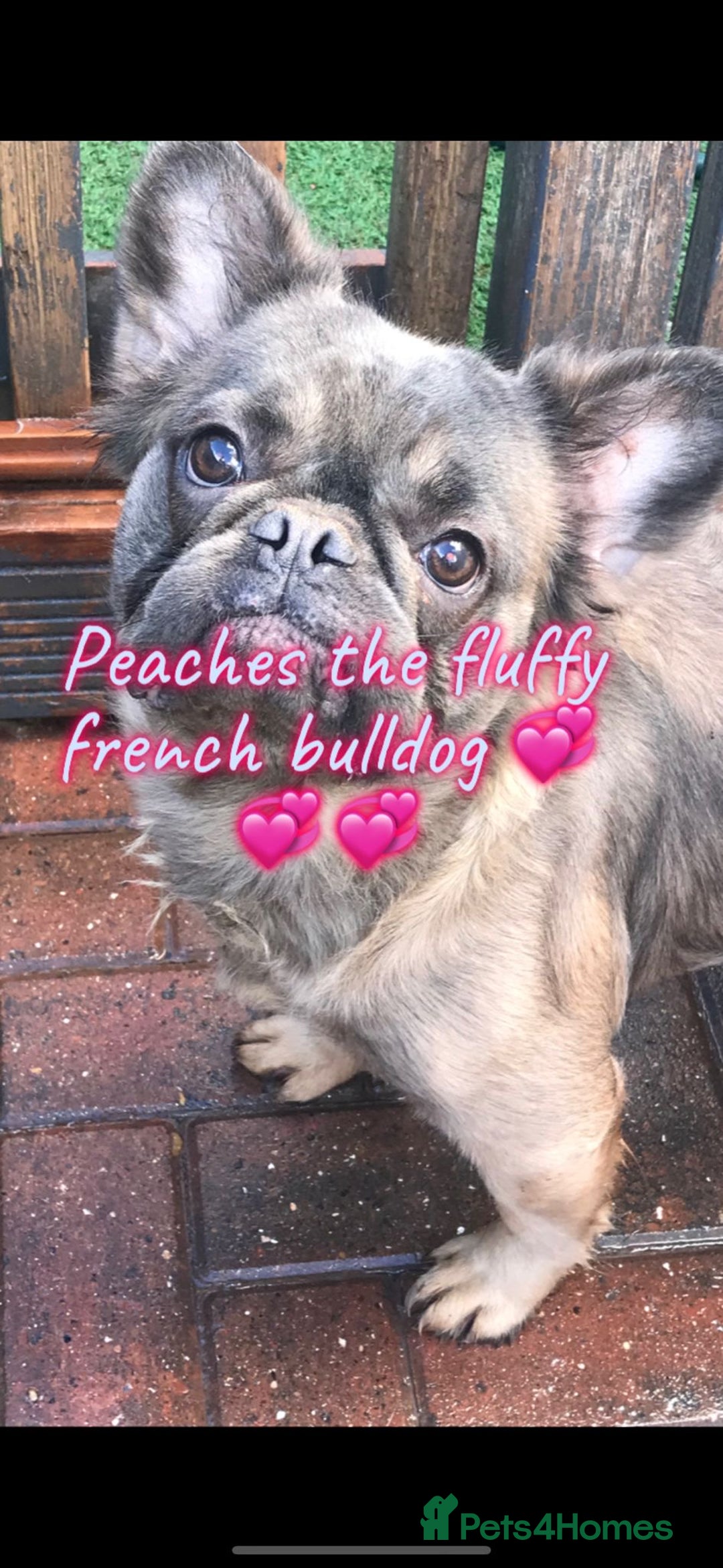French Bulldog dogs for sale: Full fluffy French bulldogs Pink  - Advert 7